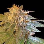 LA Confidential (Reg 6 seeds)