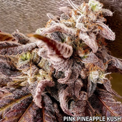 Pink Pineapple Kush