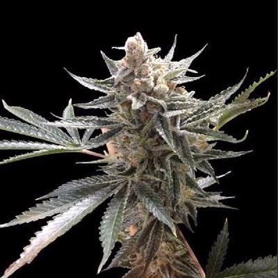 Tangie (Reg 13 seeds)