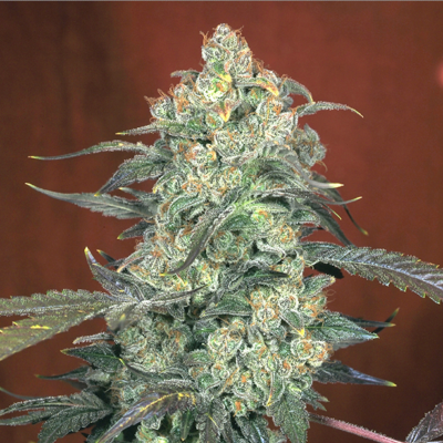 AK 47 (fem 6 Seeds)