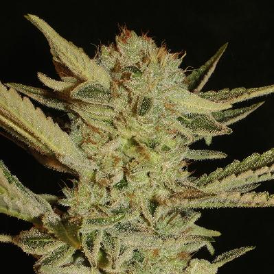 Bubblegum (Reg 11 seeds)