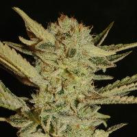 Bubblegum (Fem 6 seeds)